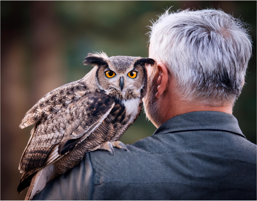 Merlin, the great horned owl nudges its owner towards optimal hearing health